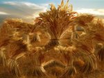 joseph-dreams of wheat