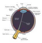 Schematic_of_the_human_eye_en
