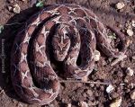 Saw_Scaled_Viper_Echis_carinatus
